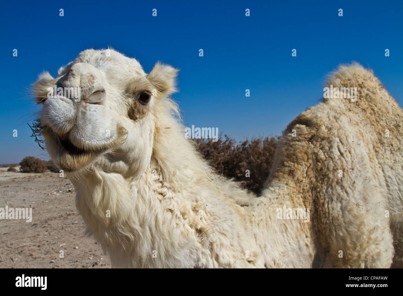 Kamel in Jordanien Stockfoto