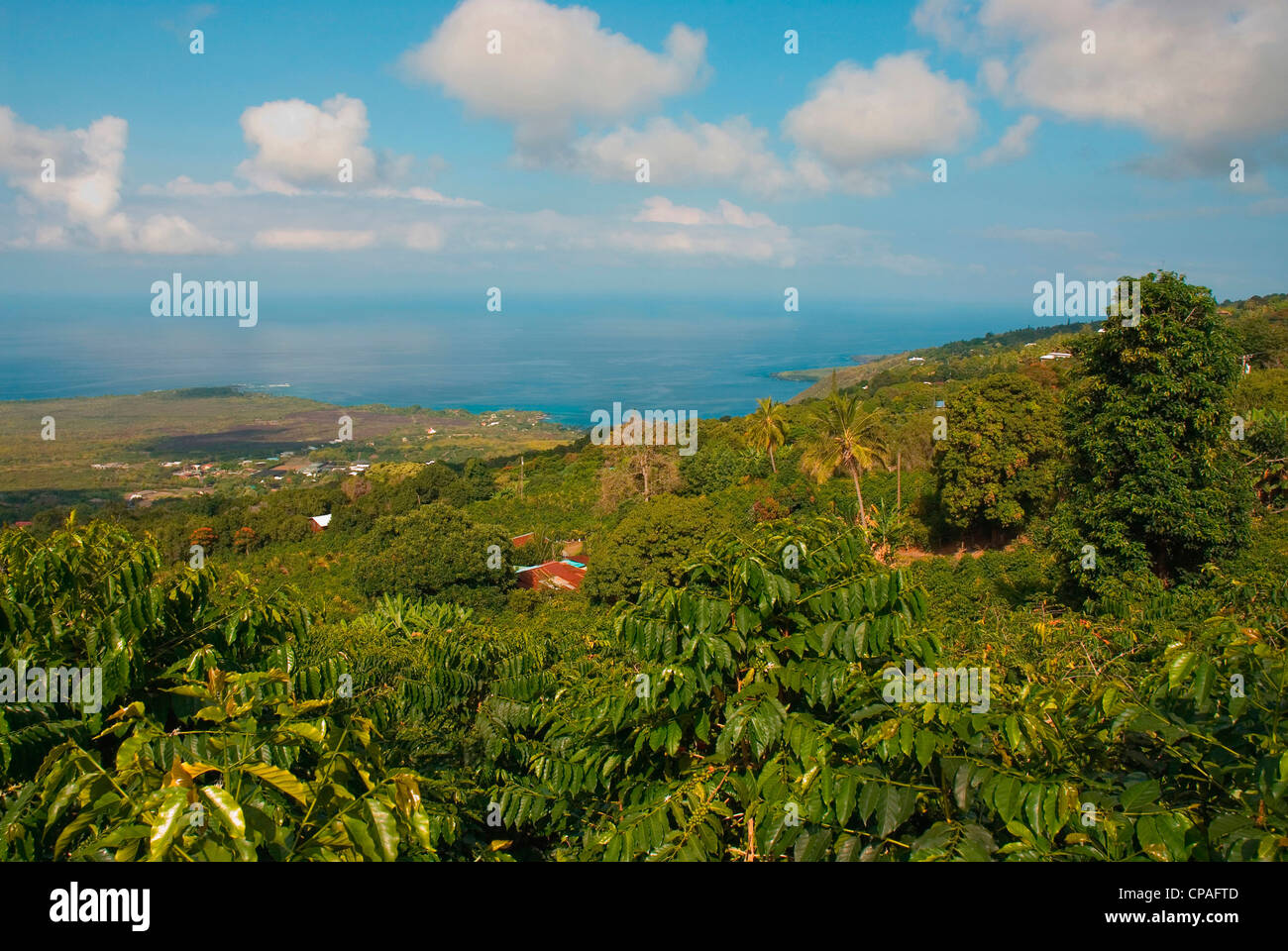 Hawaii, Big Island, South Kona Captain Cook. Greenwell Kona Kaffee-Farm Plantage. Stockfoto
