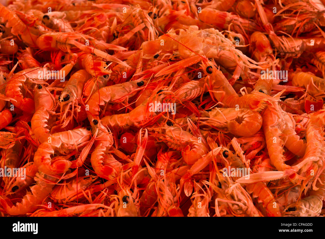 Split, dalmatinischen Küste von Kroatien - der Fischmarkt. Langusten. Stockfoto