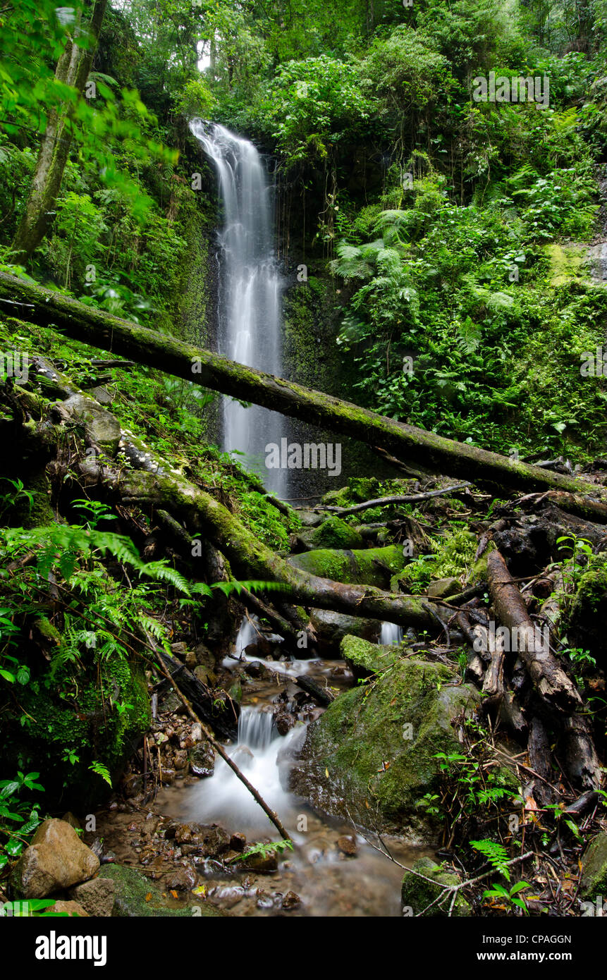 Wasserfall bei Cloud Forest, La Amistad International Park, Provinz Chiriqui, Panama, Mittelamerika Stockfoto