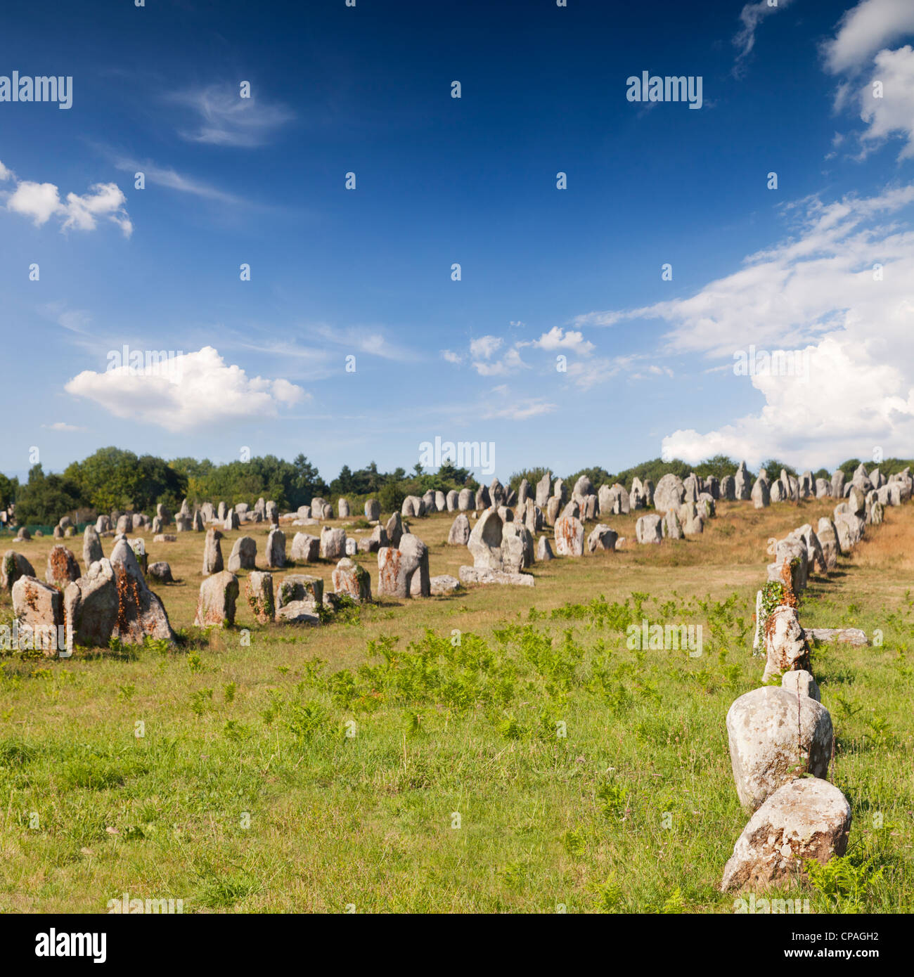 Einige der 3000 Menhire in Carnac, Bretagne, Frankreich Stockfoto
