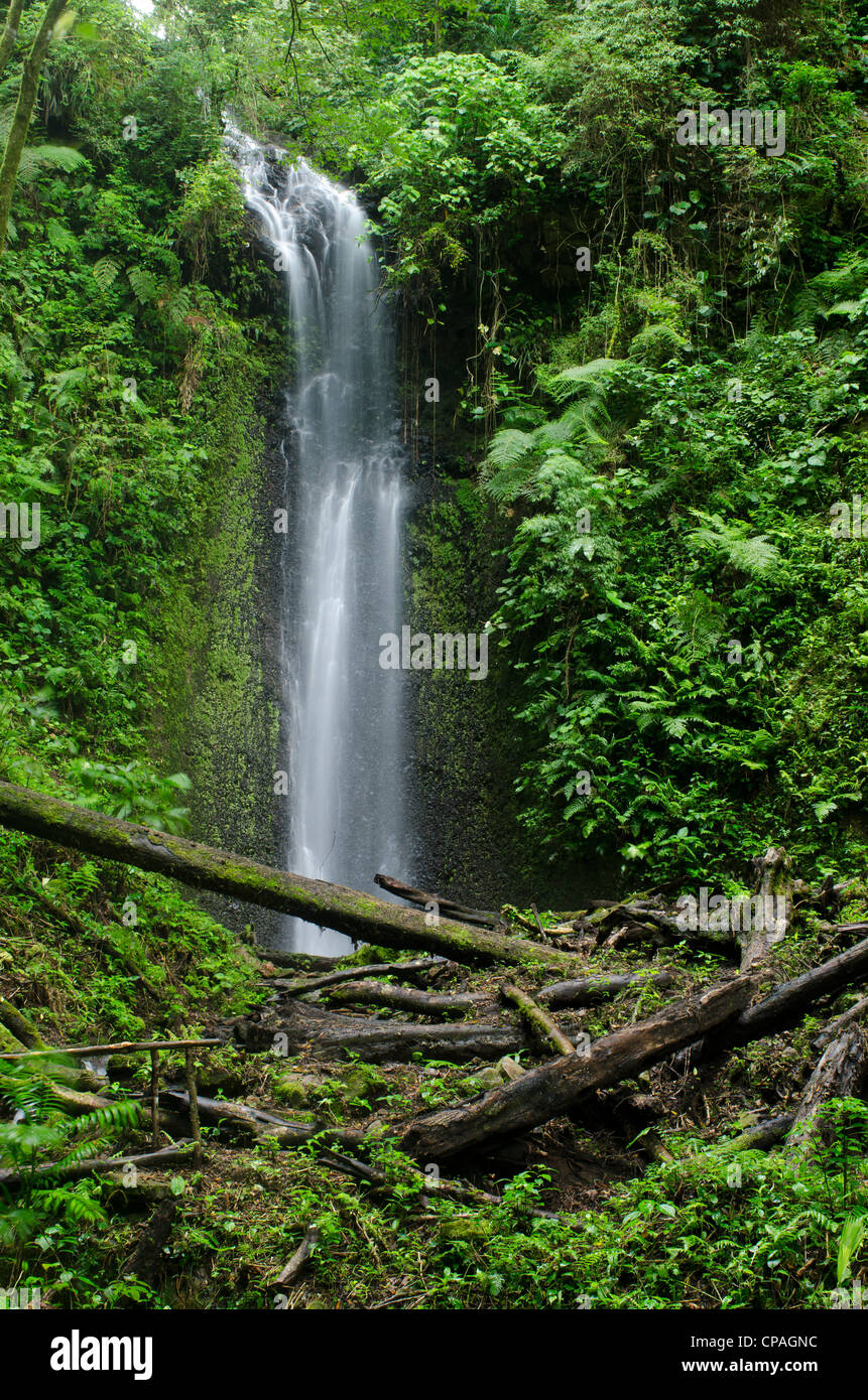 Wasserfall bei Cloud Forest, La Amistad International Park, Provinz Chiriqui, Panama, Mittelamerika Stockfoto