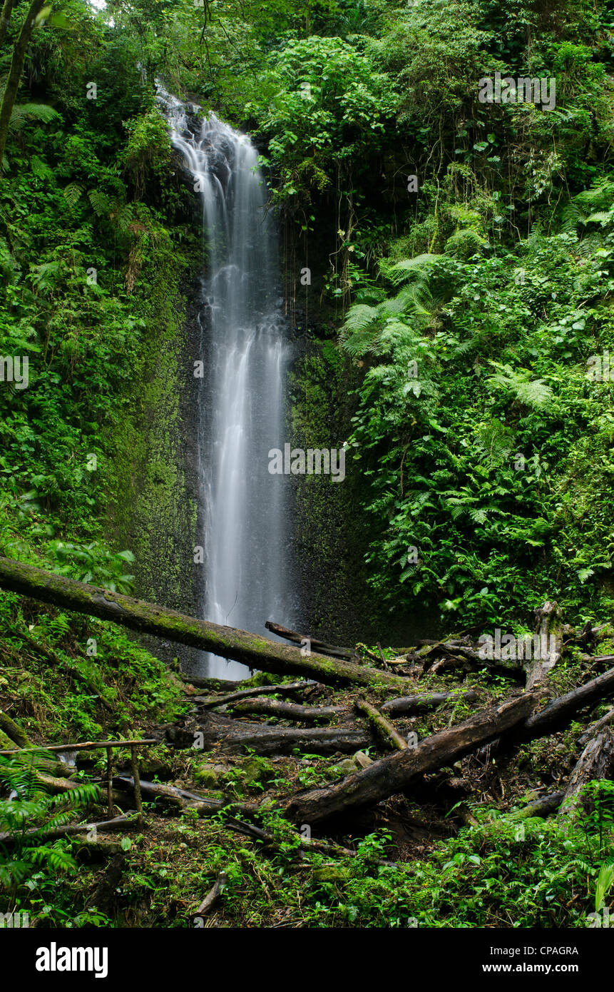 Wasserfall bei Cloud Forest, La Amistad International Park, Provinz Chiriqui, Panama, Mittelamerika Stockfoto