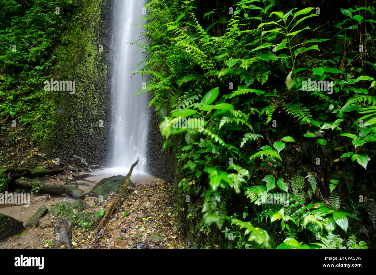Wasserfall bei Cloud Forest, La Amistad International Park, Provinz Chiriqui, Panama, Mittelamerika Stockfoto