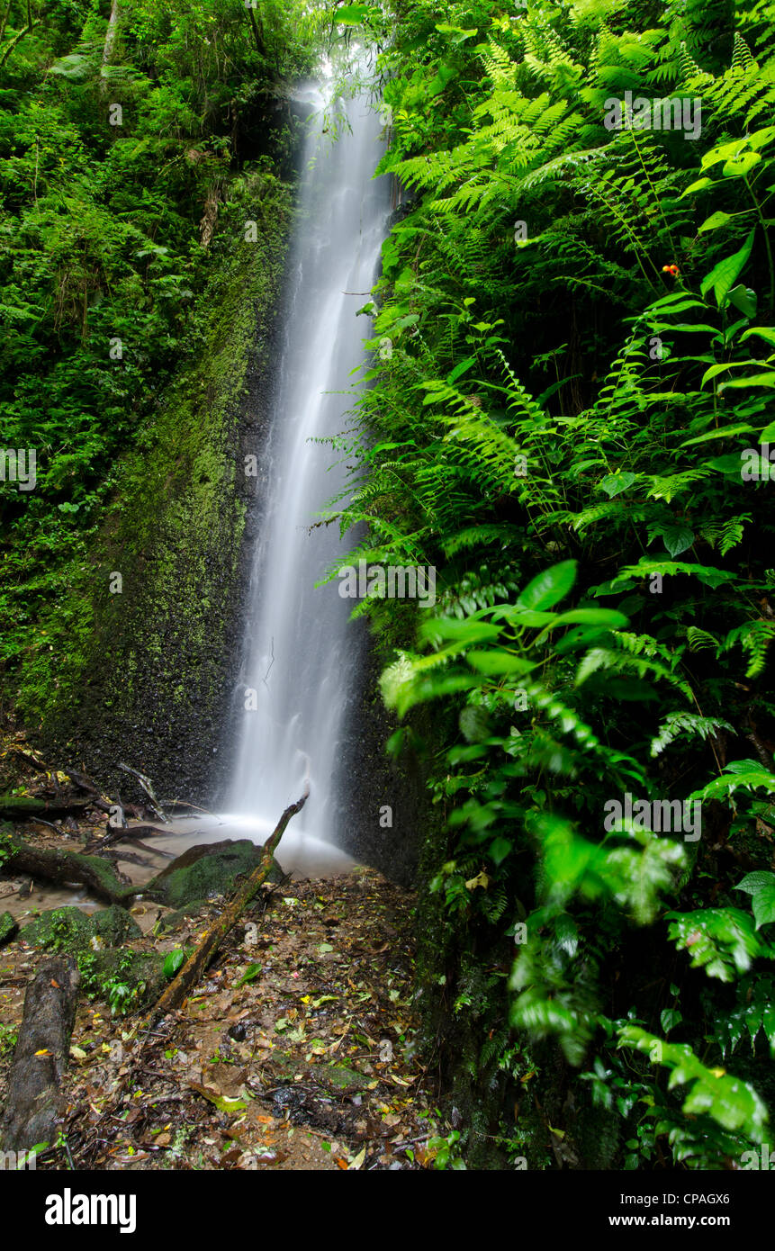 Wasserfall bei Cloud Forest, La Amistad International Park, Provinz Chiriqui, Panama, Mittelamerika Stockfoto