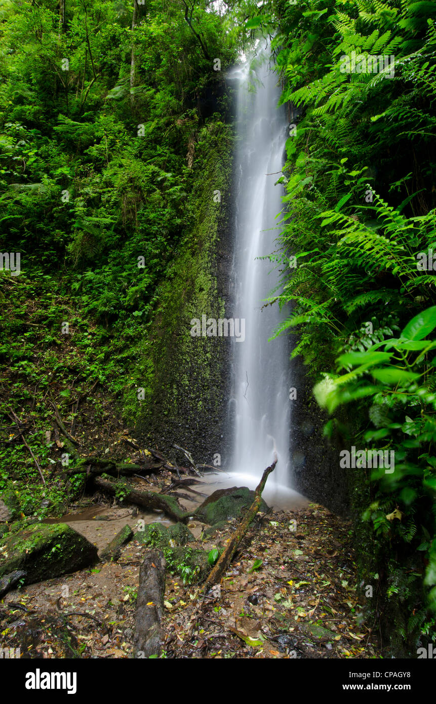 Wasserfall im Regenwald, La Amistad international park Stockfoto
