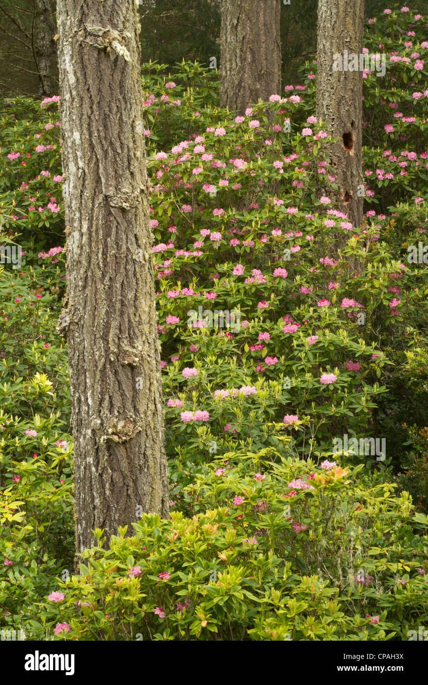 Pazifikküste Rhododendron, Rhododendron Macrophyllum, Florence, Oregon Stockfoto