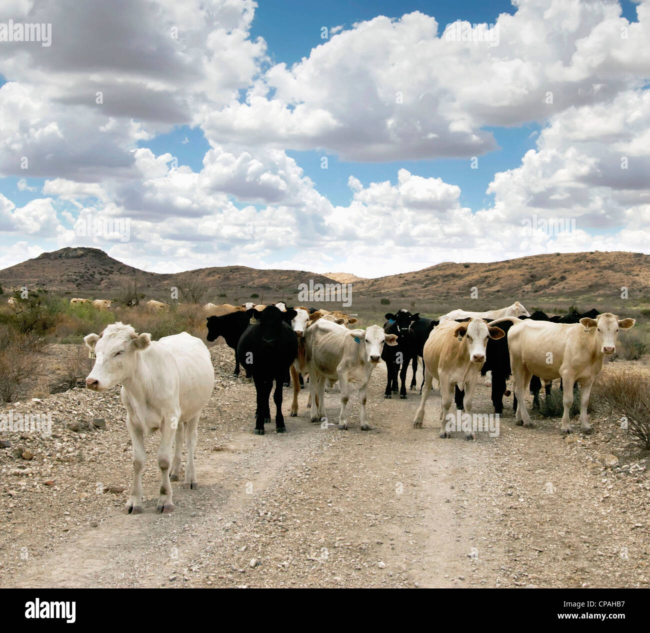 USA, West-Texas. Rinder auf einer West-Texas-Ranch. Stockfoto