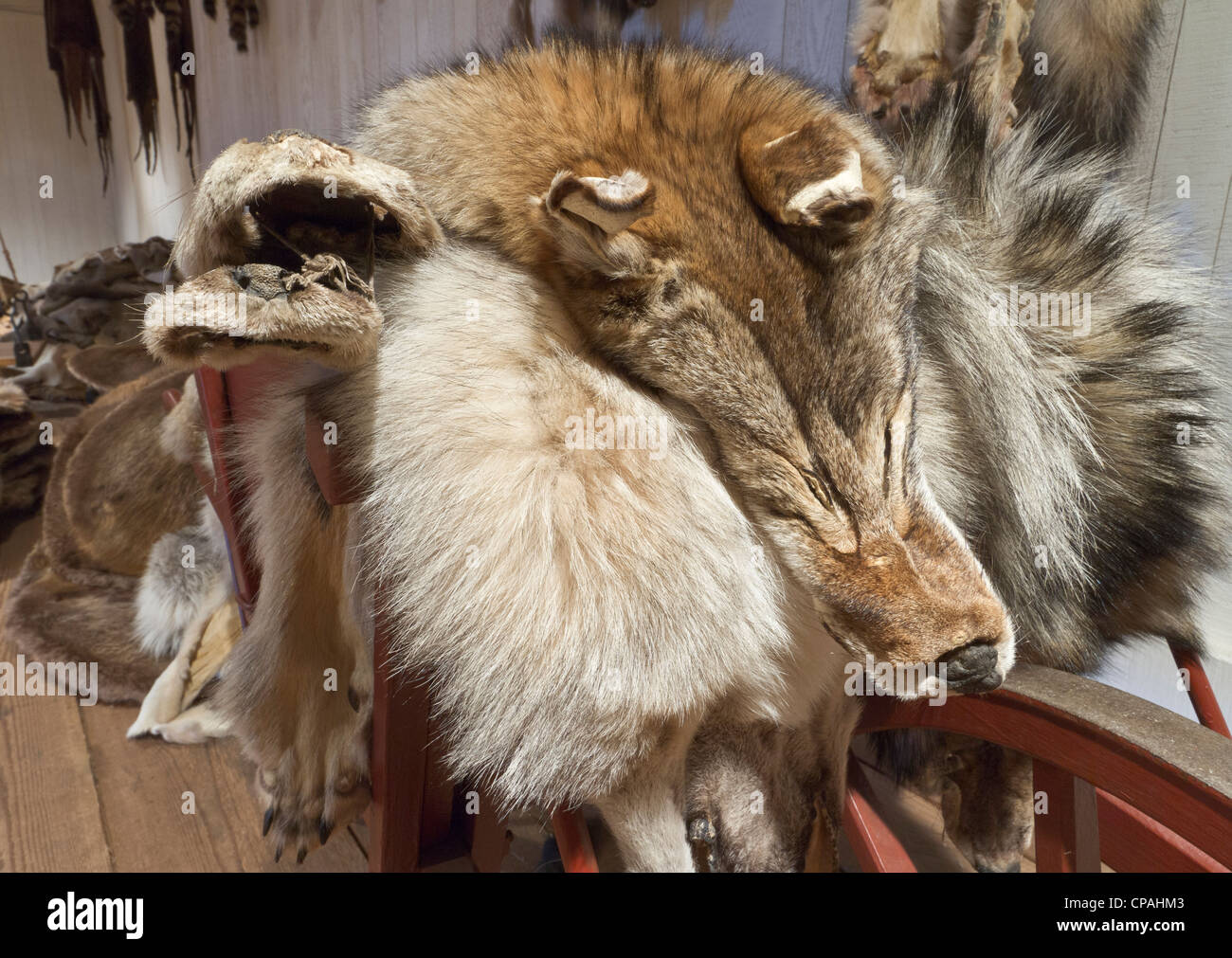 Wolfspelz in Pelz-Lager in Fort Vancouver National Historic Site, Vancouver, Washington Stockfoto