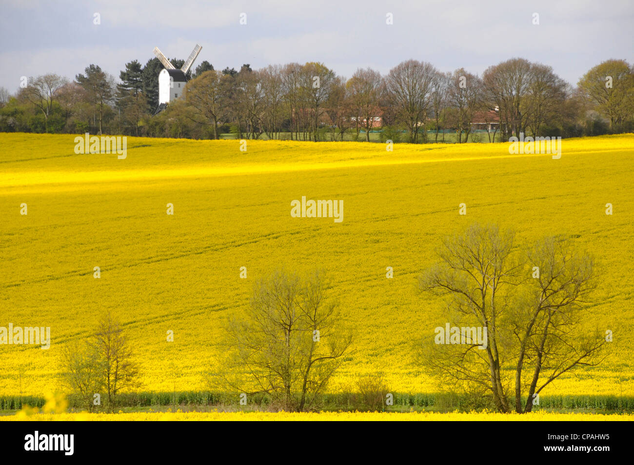Ackerland mit Windmühle fernen mit Öl Samen Raps Ernte gepflanzt. Stockfoto