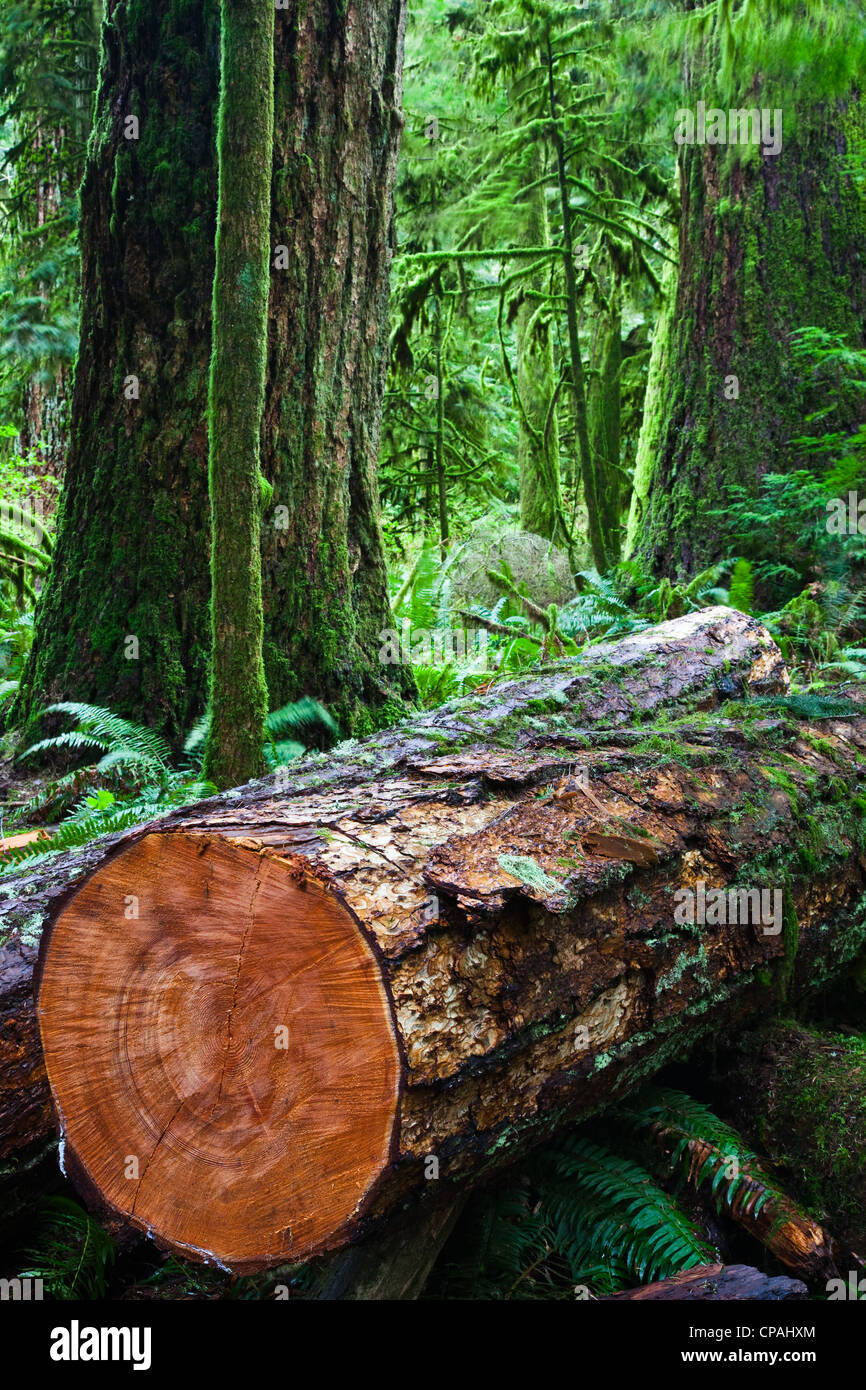 Ein Baum gefällt vor kurzem mit einer Kettensäge in einem gemäßigten Regenwald auf Vancouver Island, Kanada. Stockfoto