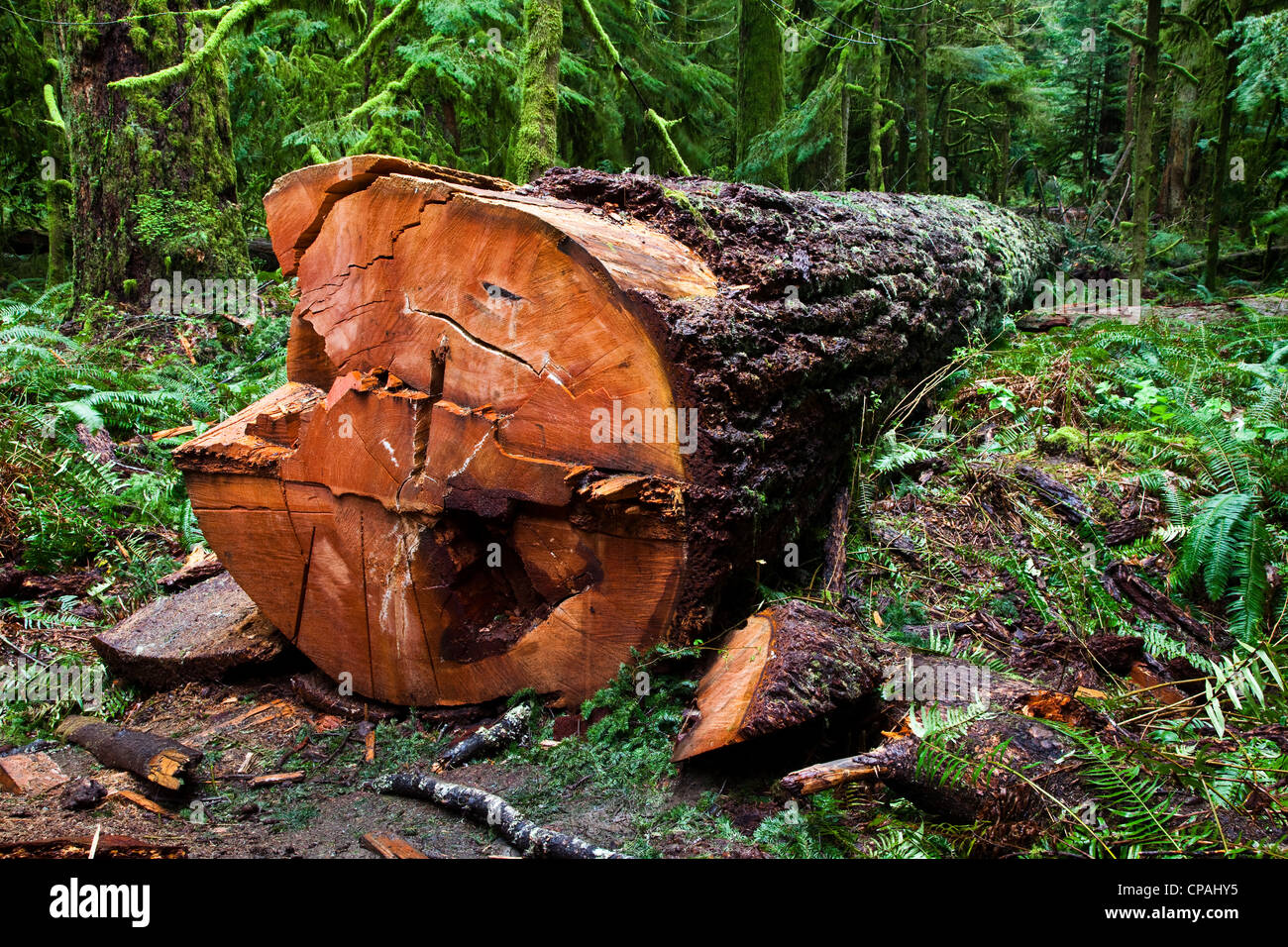 Eine Riese des Waldes abgeholzt vor kurzem mit einer Kettensäge auf Vancouver Island, Kanada. Stockfoto