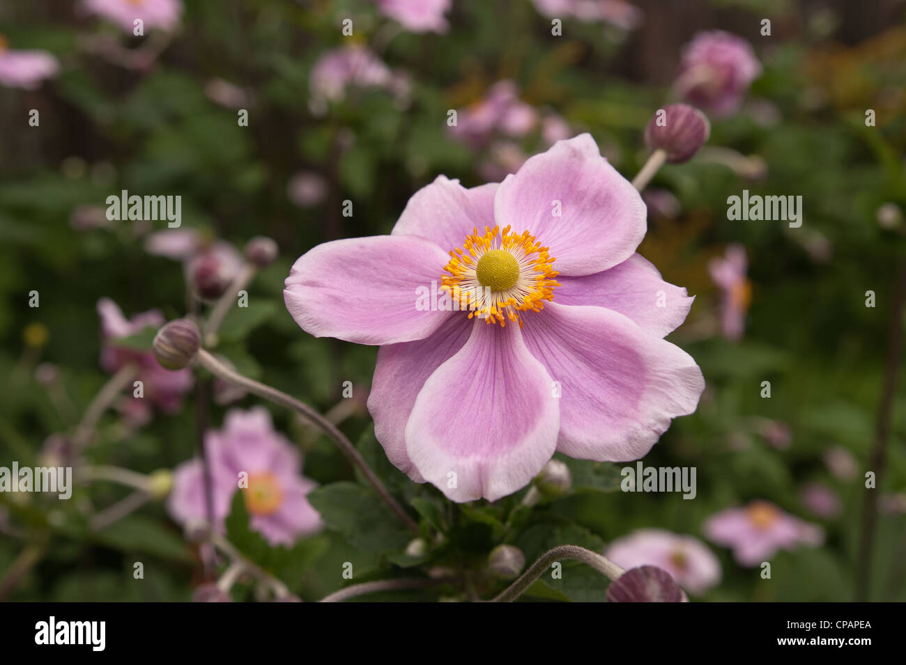 Japanische Anemone Anemone Hupehensis genannt Stockfoto