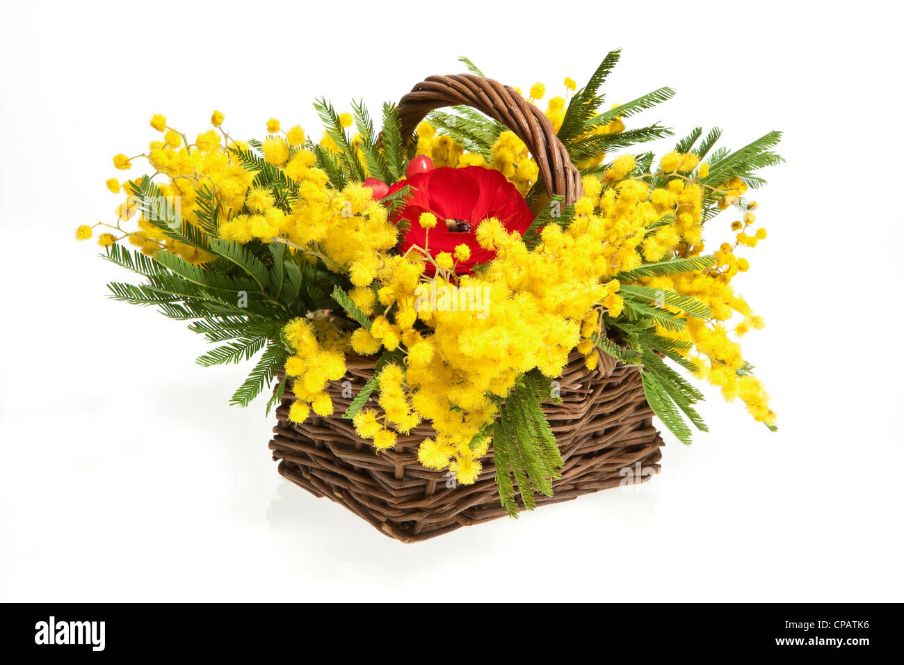 Korb mit Mimosen auf weißem Hintergrund Stockfoto