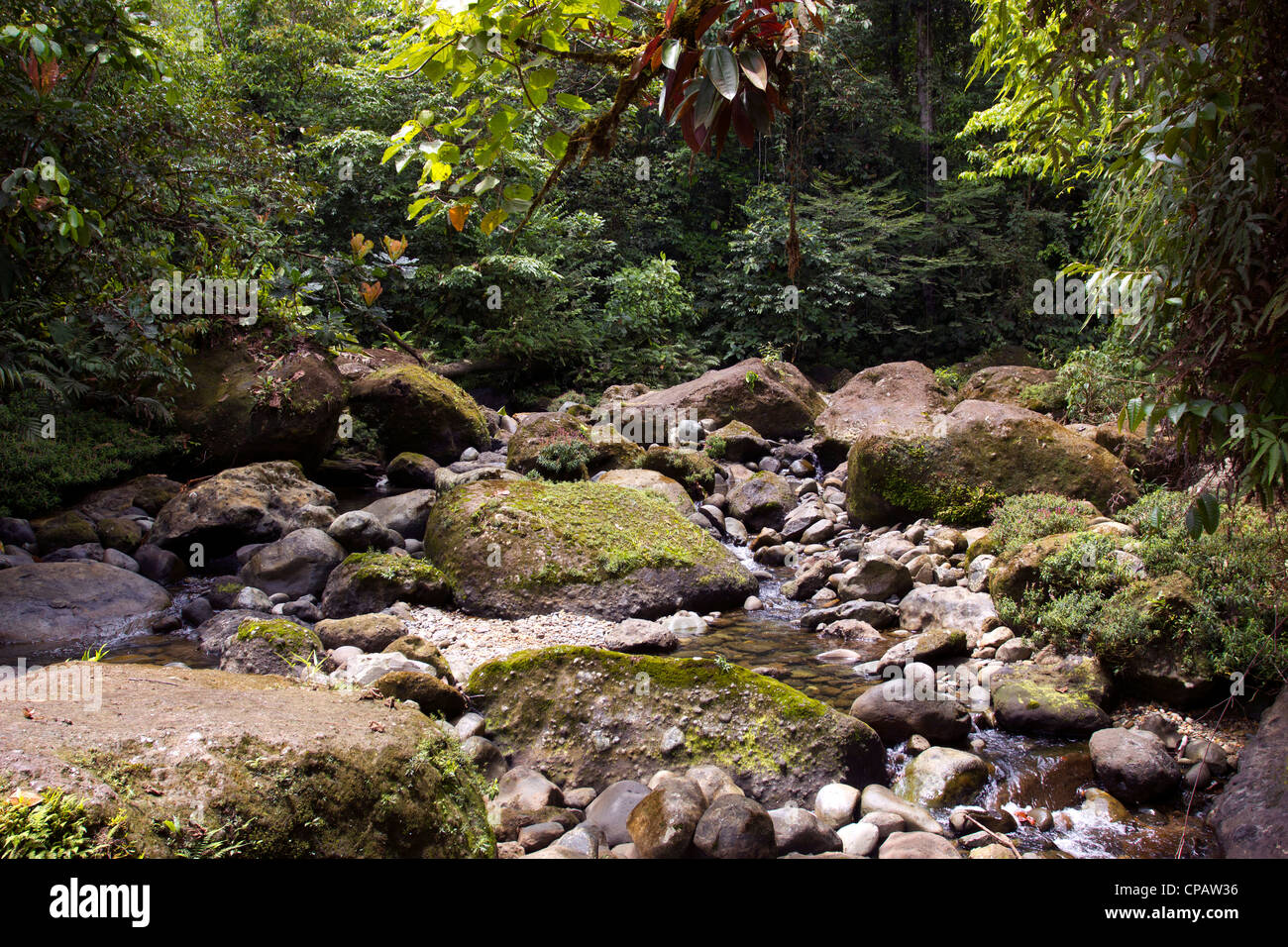 Gully im Regenwald in der biologischen Choco-Region in Nord-West-Ecuador Stockfoto