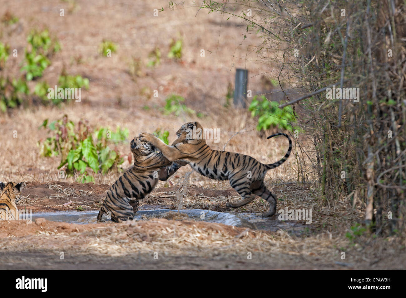 Telia Tigerin jungen in einer spielerisch kämpfen am Tadoba Andhari Tiger Reserve, Indien.  (Panthera Tigris) Stockfoto