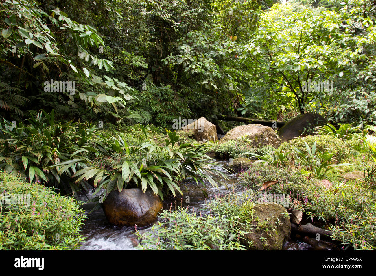 Gully im Regenwald in der biologischen Choco-Region in Nord-West-Ecuador Stockfoto
