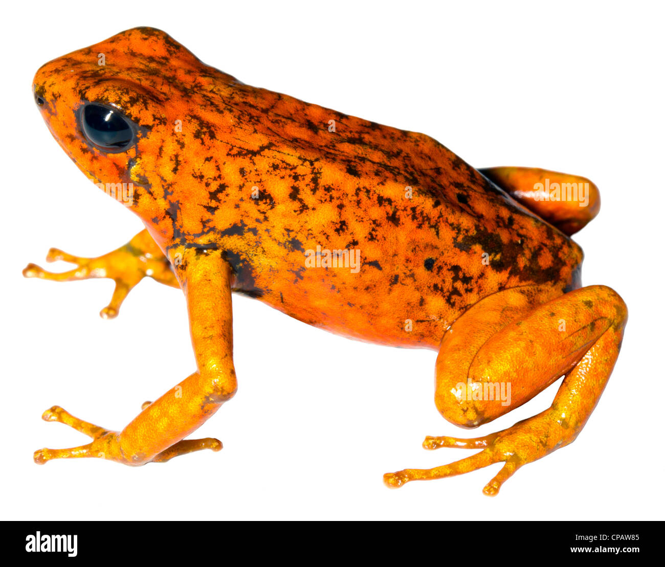 Harlekin Poison Frog (Oophaga Sylvatica) aus der biologischen Choco-Region im Nordwesten Ecuadors, orange Morph. Stockfoto