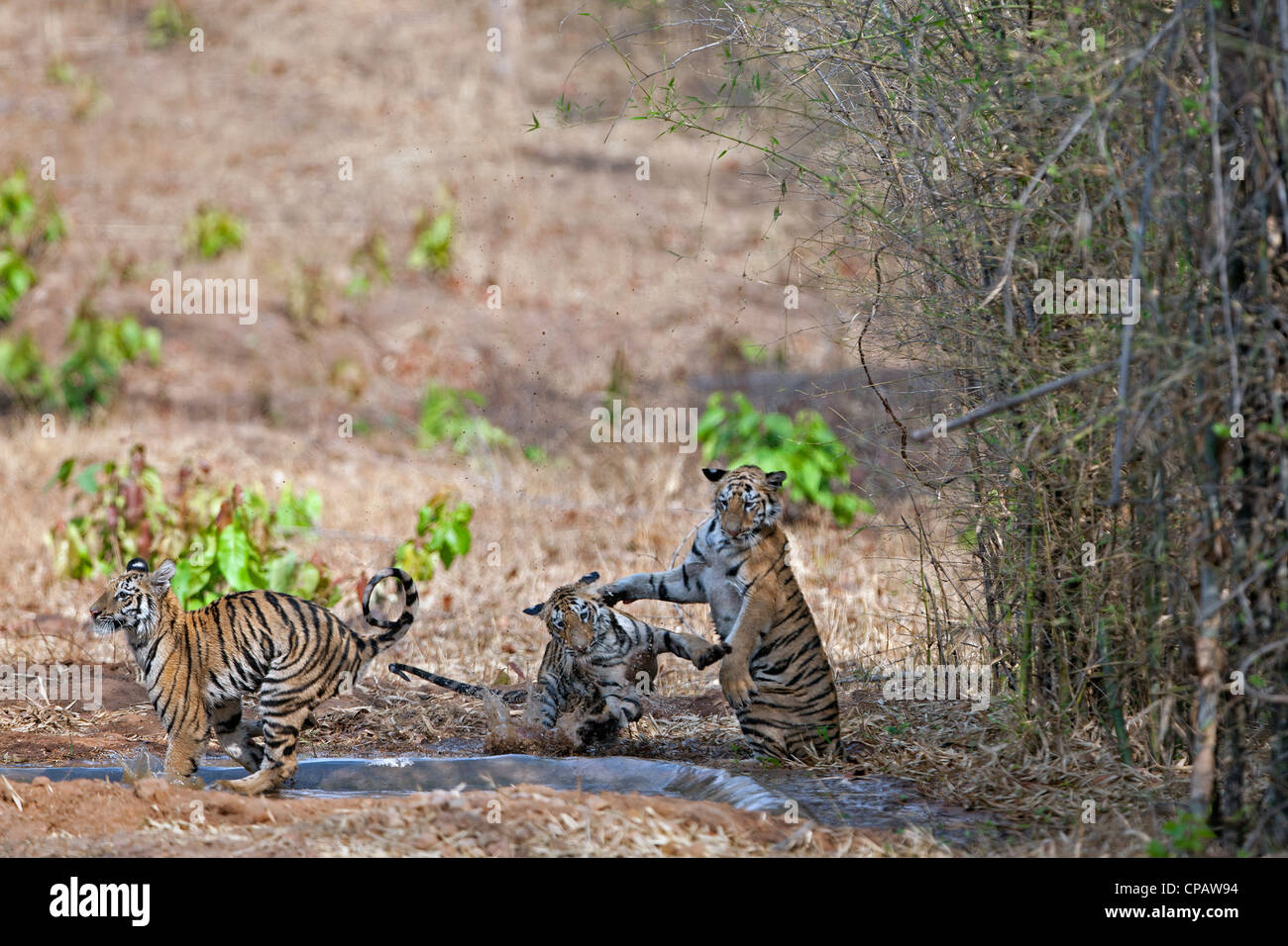 Telia Tigerin jungen in einer spielerisch kämpfen am Tadoba Andhari Tiger Reserve, Indien.  (Panthera Tigris) Stockfoto