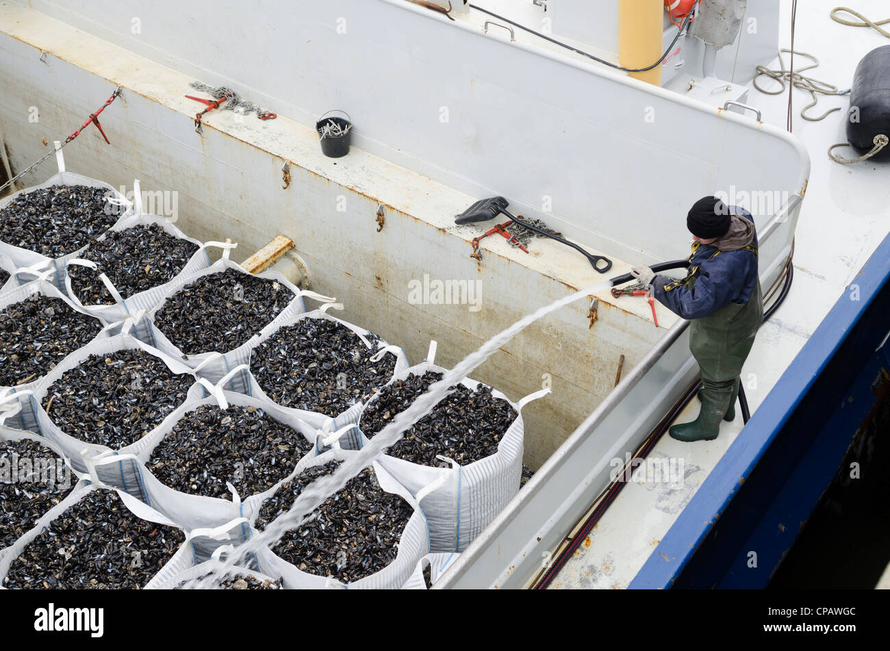Muscheln, Muschel-Fischerei auf der Insel Sylt, Hoernum, Schleswig-Holstein, Deutschland, Europa Stockfoto