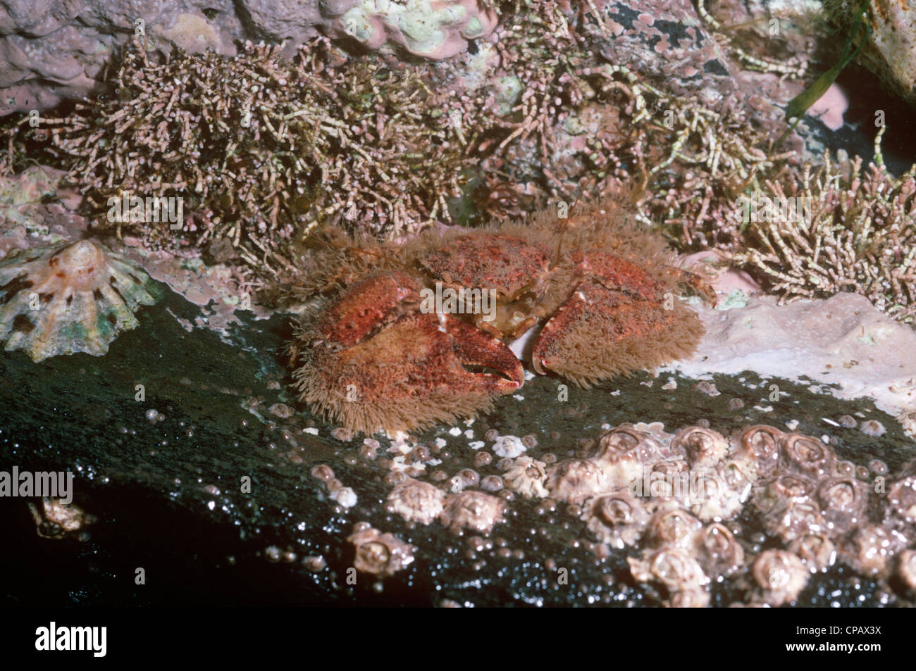 Breit-krallte Porzellan Krabbe (via Platycheles: Porcellanidae) am unteren Ufer UK Stockfoto