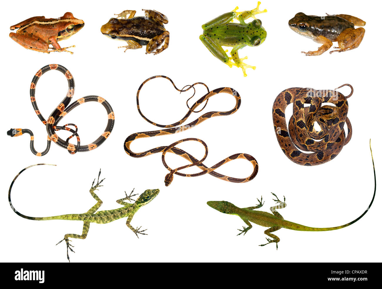 Zusammenstellung von Reptilien und Amphibien aus Nord-West-Ecuador Stockfoto