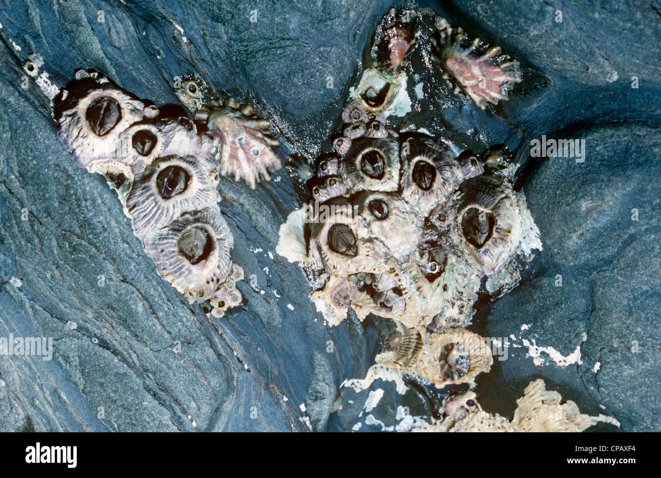 Dunkle Eichel Entenmuscheln (Balanus Perforatus: Balanidae) ausgesetzt, da die Flut fällt; mit Napfschnecken UK Stockfoto