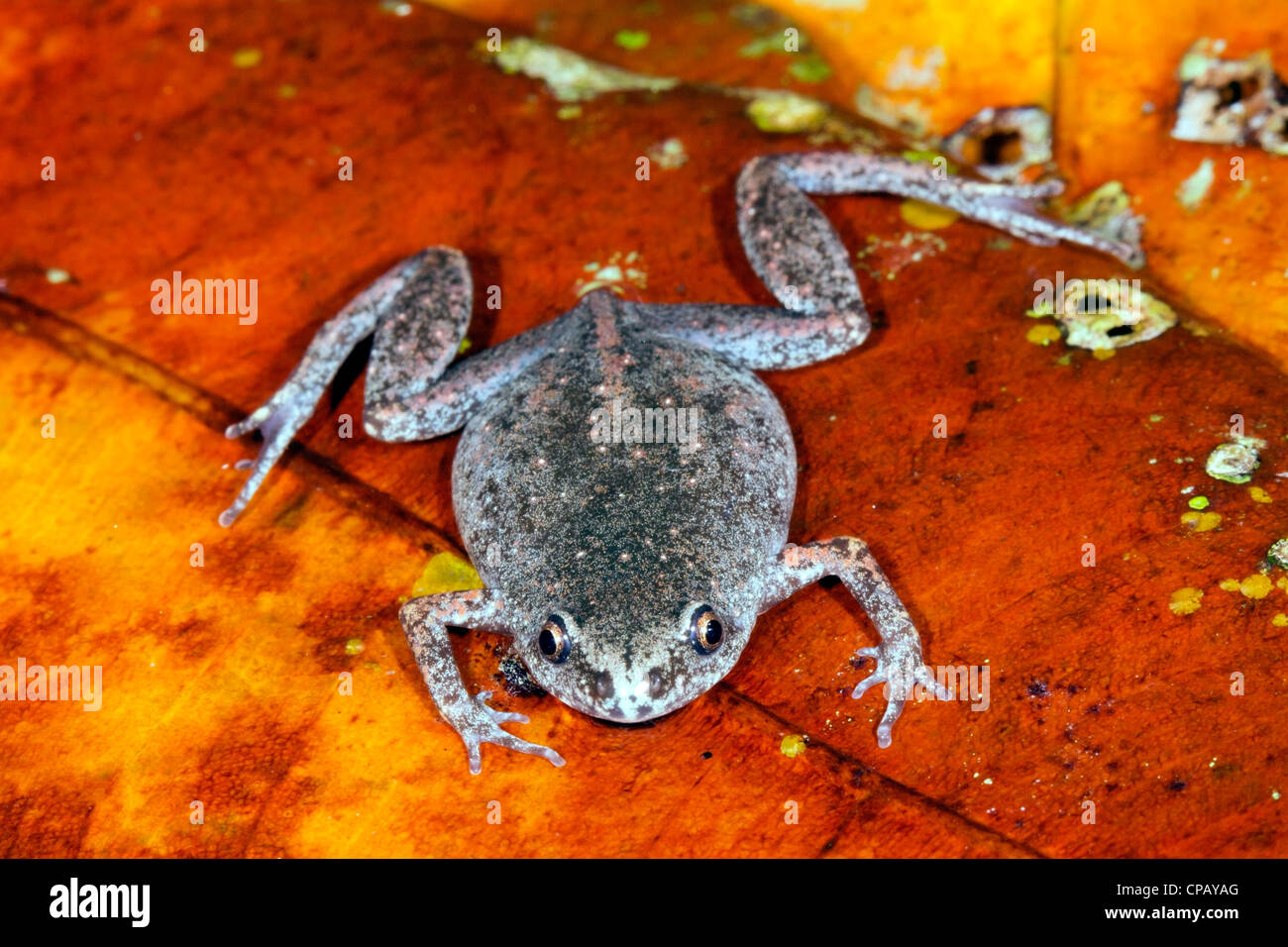 Santa Cecilia brummt Frosch (Chiasmocleis Anatipes) einen seltene Frosch aus Ecuador Stockfoto