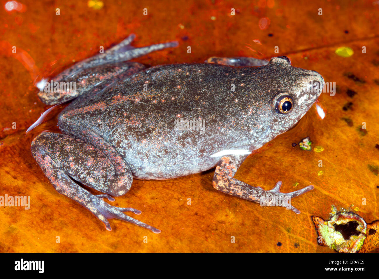 Santa Cecilia brummt Frosch (Chiasmocleis Anatipes) einen seltene Frosch aus Ecuador Stockfoto