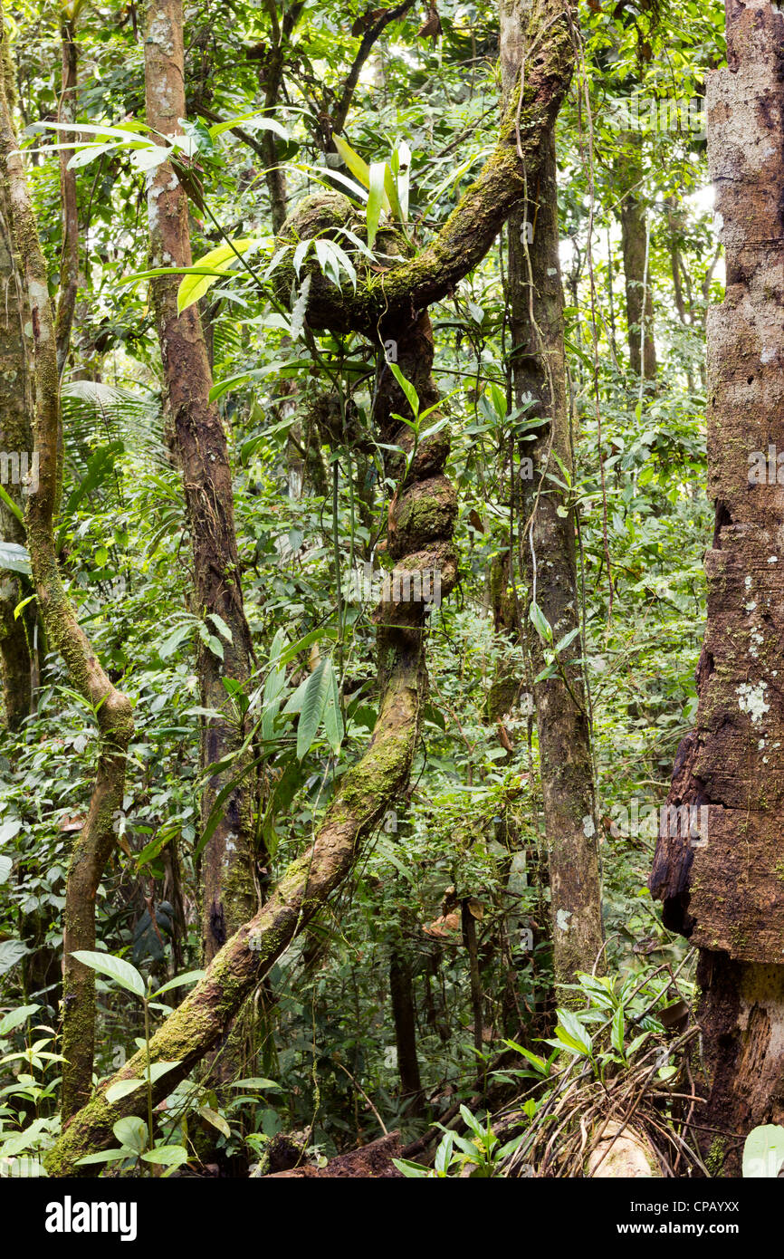 Innenraum des tropischen Regenwaldes in Ecuador mit verknoteten liana Stockfoto