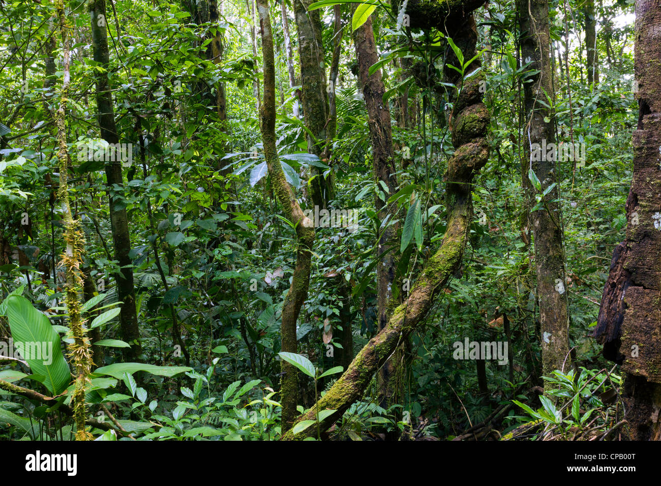 Innenraum des tropischen Regenwaldes in Ecuador mit verknoteten liana Stockfoto