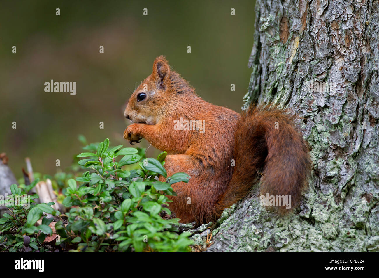 Eurasische Eichhörnchen (Sciurus Vulgaris), Verzehr von Nüssen aus Baumstamm im Wald, Dalarna, Schweden Stockfoto