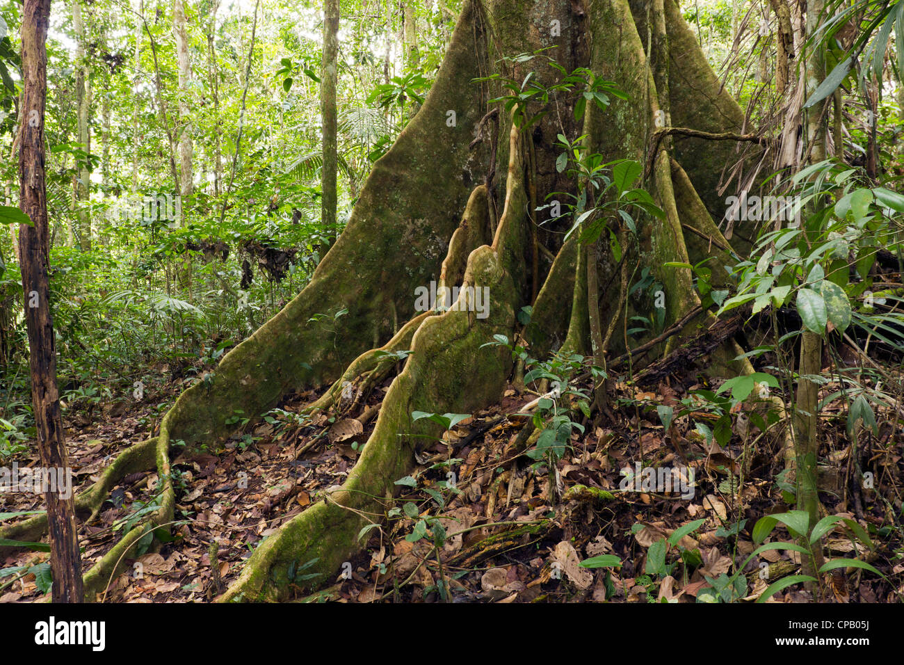 Festungsstadt Großbaum im primären Regenwald, Ecuador Stockfoto