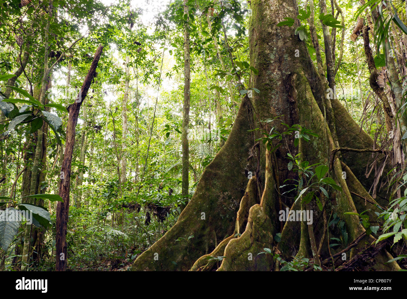 Festungsstadt Großbaum im primären Regenwald, Ecuador Stockfoto