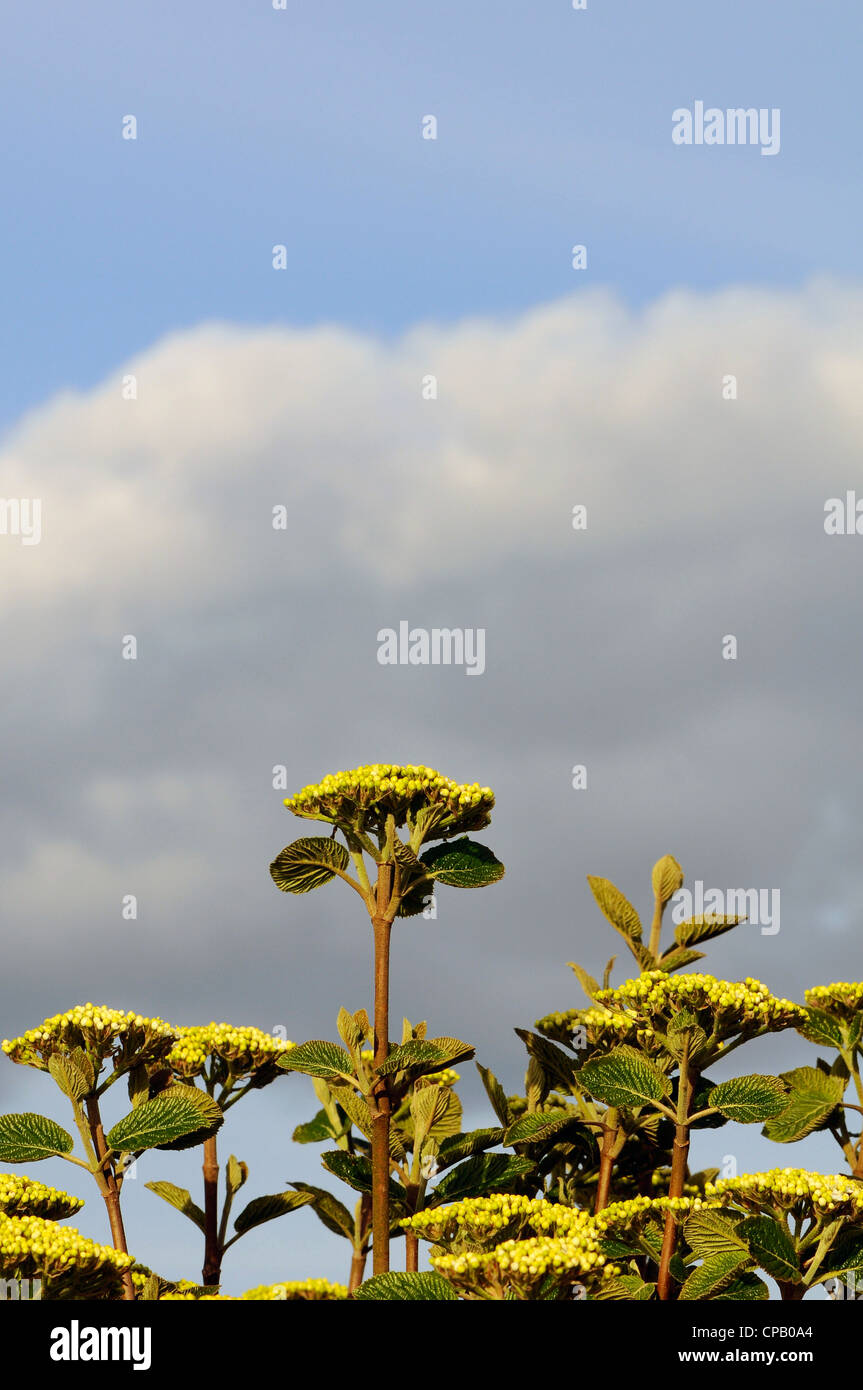 Frühling-Hecke Stockfoto