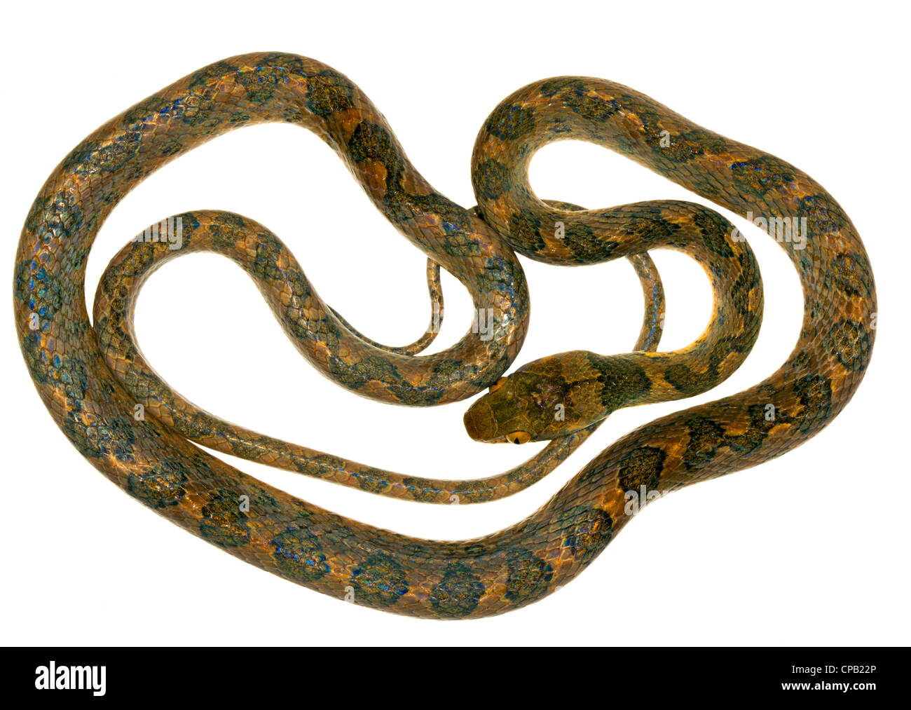 Katze-eyed Snake (Leptodeira Septentrionalis) aus der biologischen Choco-Region im Nordwesten Ecuadors. Stockfoto