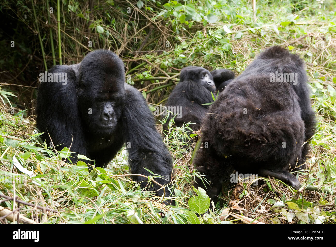 Gruppe von Berggorillas im Volcanoes Nationalpark, Ruanda. Stockfoto