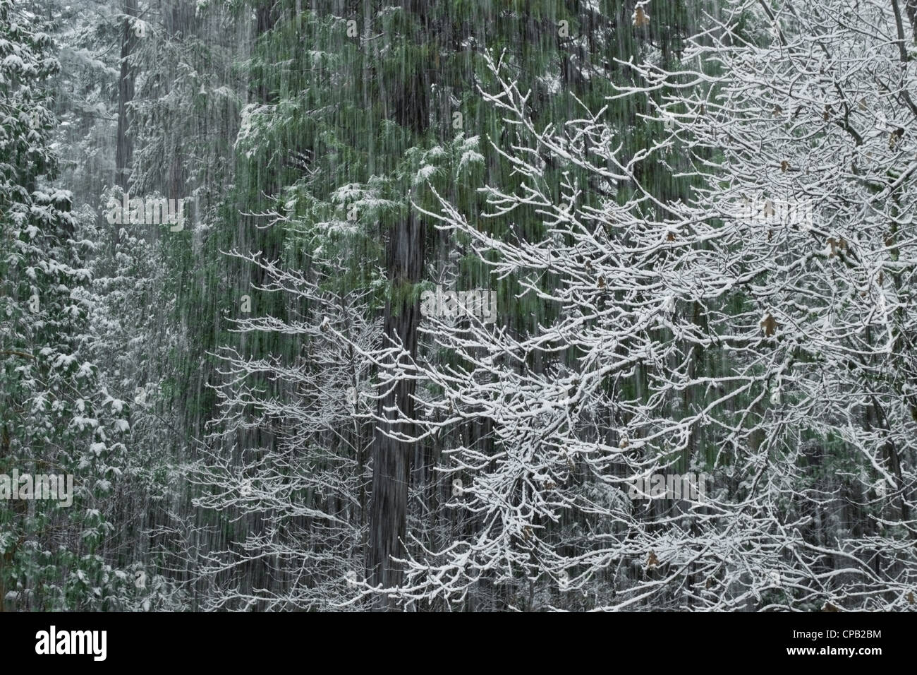 Wald der Schwarzeiche, Hartriegel, Madrone und Zeder wird von einem späten Frühjahr Schneefall geduscht. Nord-Kalifornien. Stockfoto