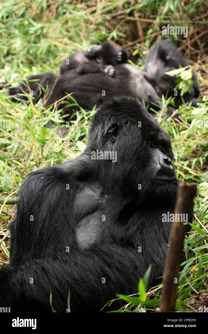 Gruppe von Berggorillas, Volcanoes-Nationalpark, Ruanda. Stockfoto