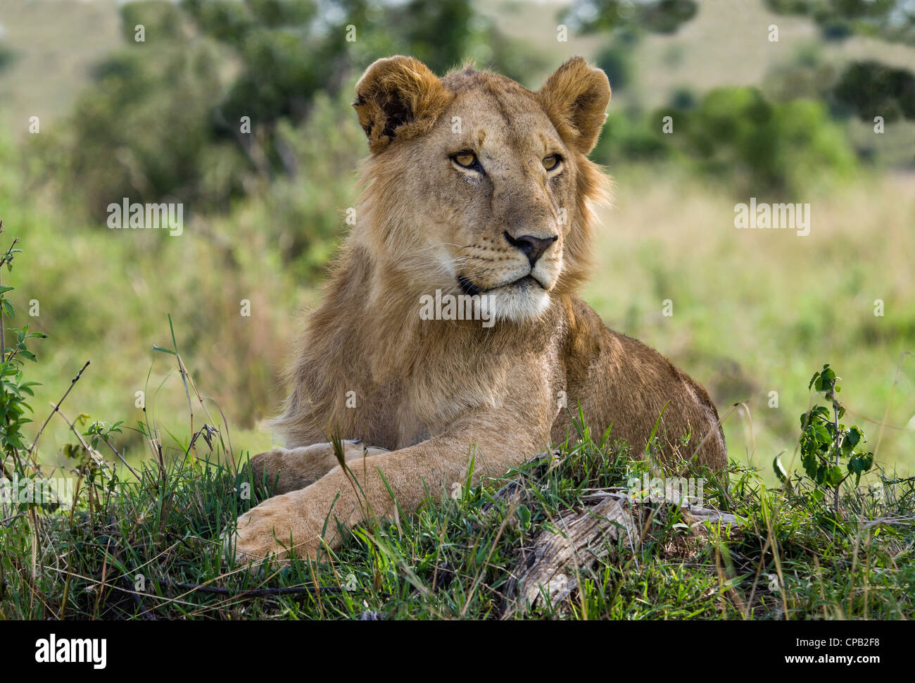 Lion Handauflegen Grashügel intensiv untersucht, in die Ferne Stockfoto