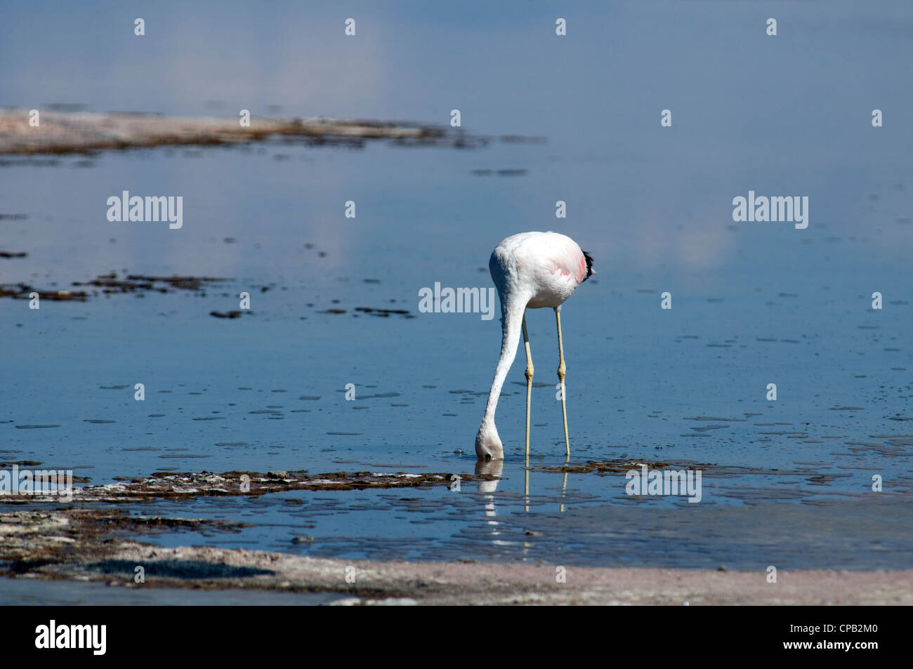 Anden Flamingo Laguna Chaxa Salar de Atacama Antofagasta Region Chile Stockfoto