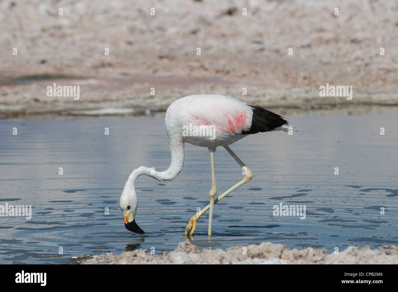 Anden Flamingo Laguna Chaxa Salar de Atacama Antofagasta Region Chile Stockfoto