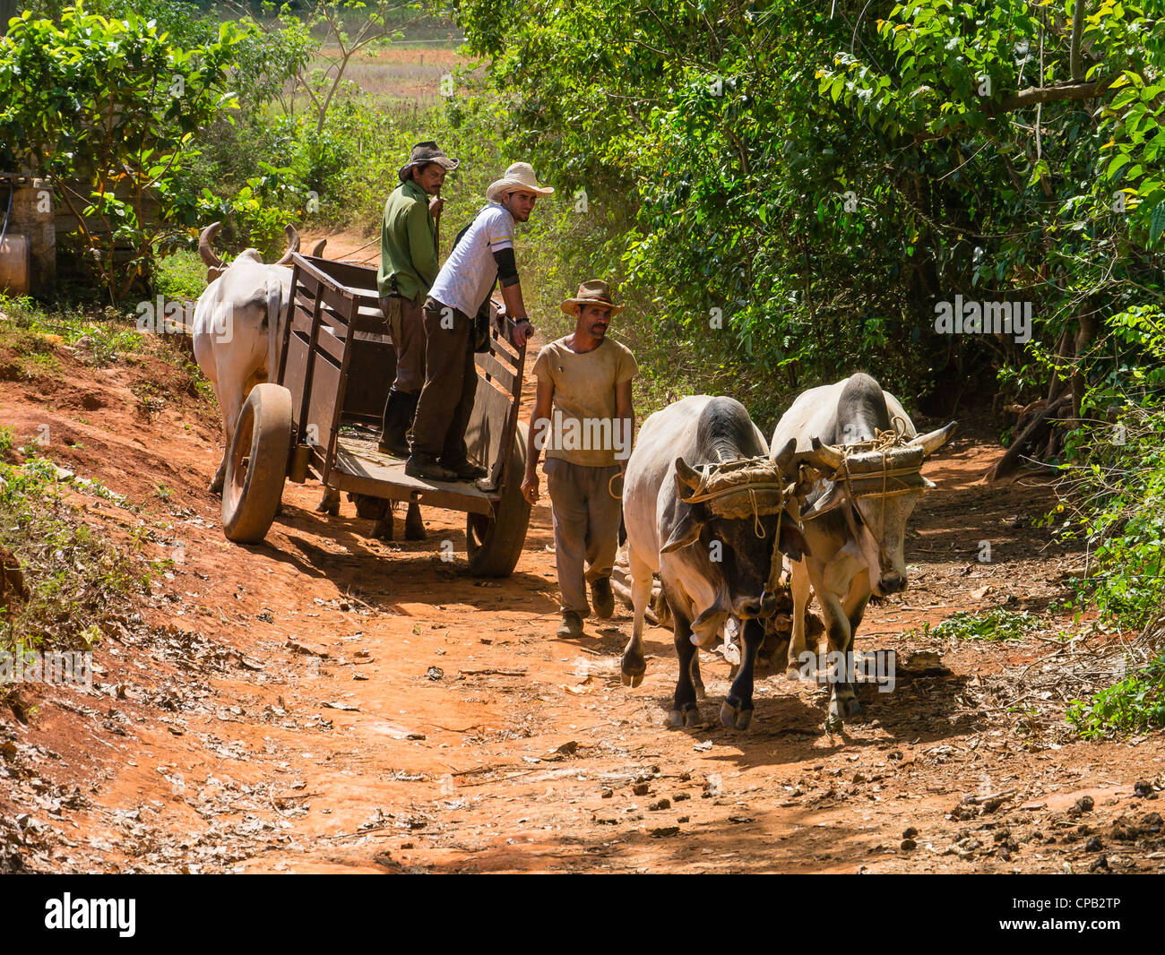 Kubanische Hispanic Außendienstmitarbeiter mit ihren Ochsen und Ochsenkarren in ländlichen Westen Kubas. Stockfoto