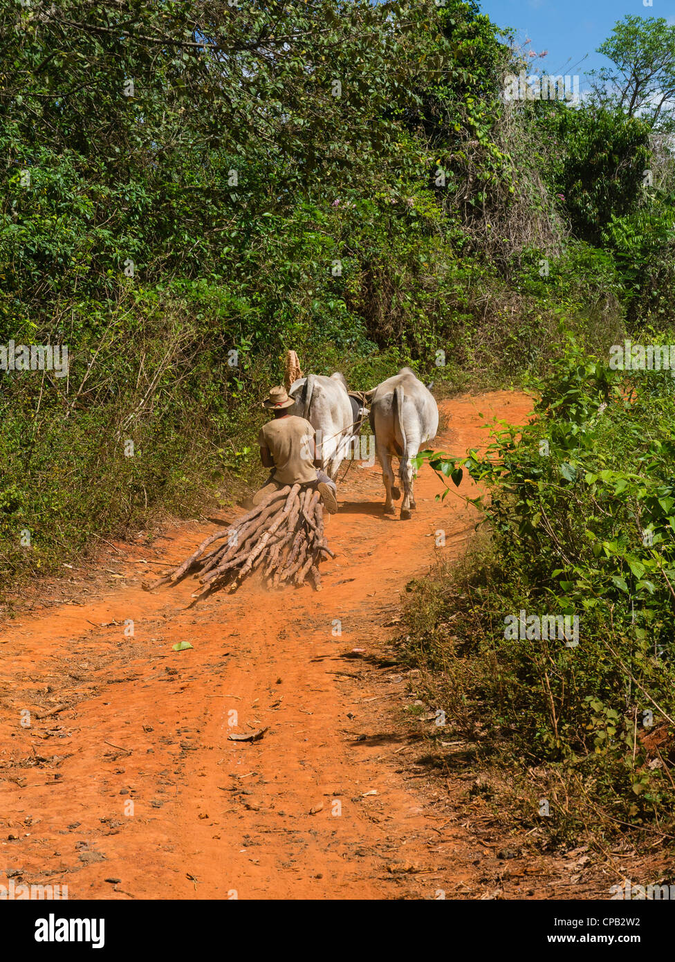 Eine kubanische Hispanic Feld Alleinarbeiter reitet auf einem behelfsmäßigen Wagen lange Holzstangen als seine Ochsen ziehen ihn auf einem Weg der roten Erde. Stockfoto