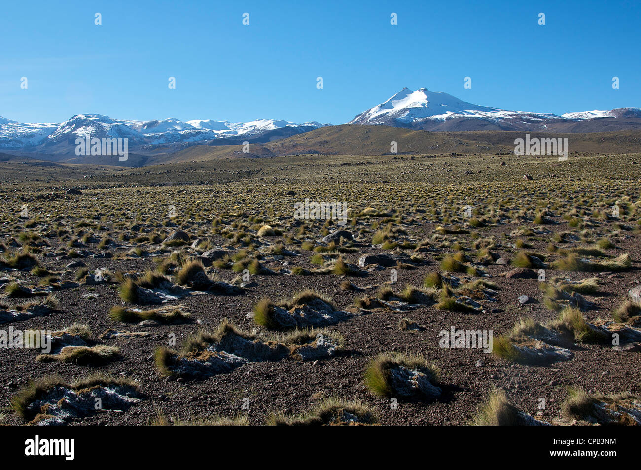 Hohe Altiplano Tatio Geysire Chile Stockfoto