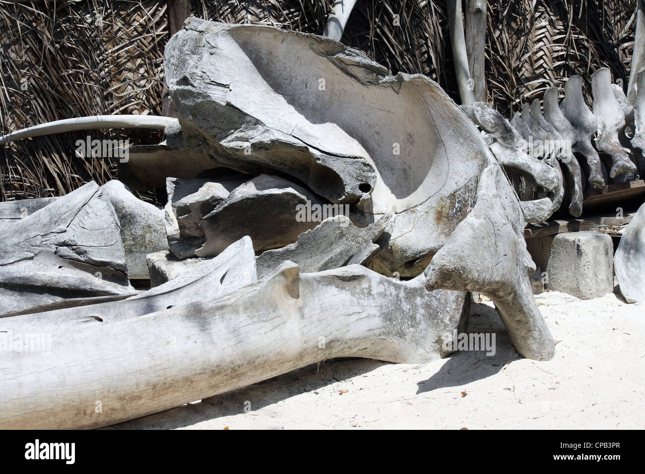 Knochen von einem gestrandeten Wal in Sansibar Stockfoto