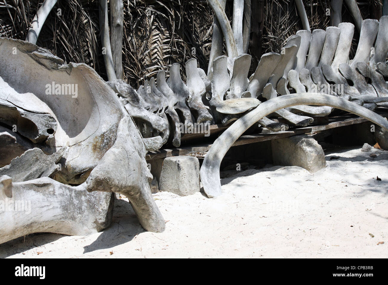 Knochen von einem gestrandeten Wal in Sansibar Stockfoto