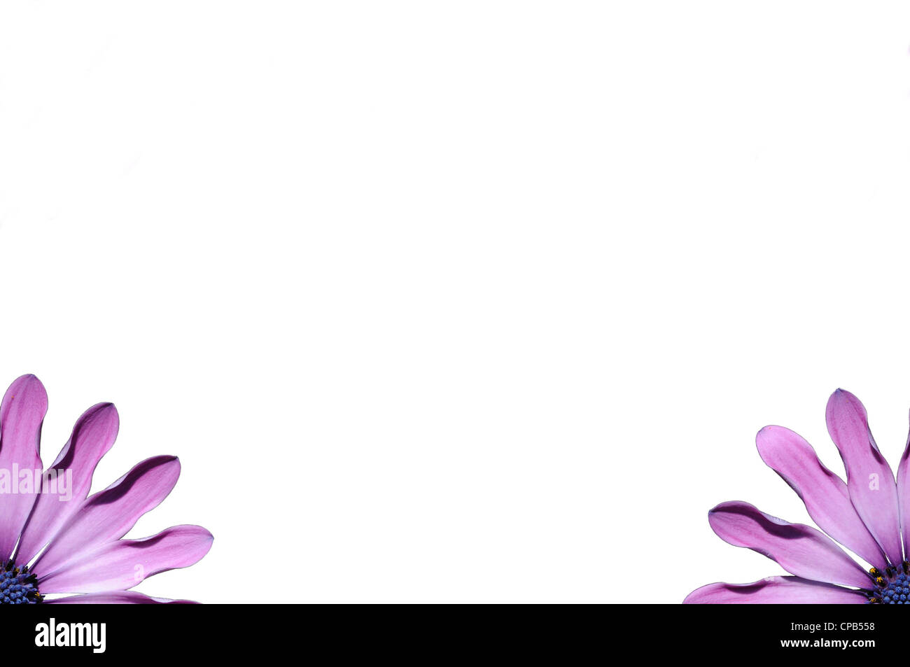 Lila Osteospermum Blumen in den vier Ecken mit Leerraum für Text im Zentrum. Stockfoto