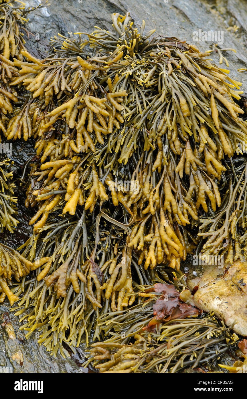 Algen: Kanalisiert Wrack: Fucus Rinnentang. Stockfoto