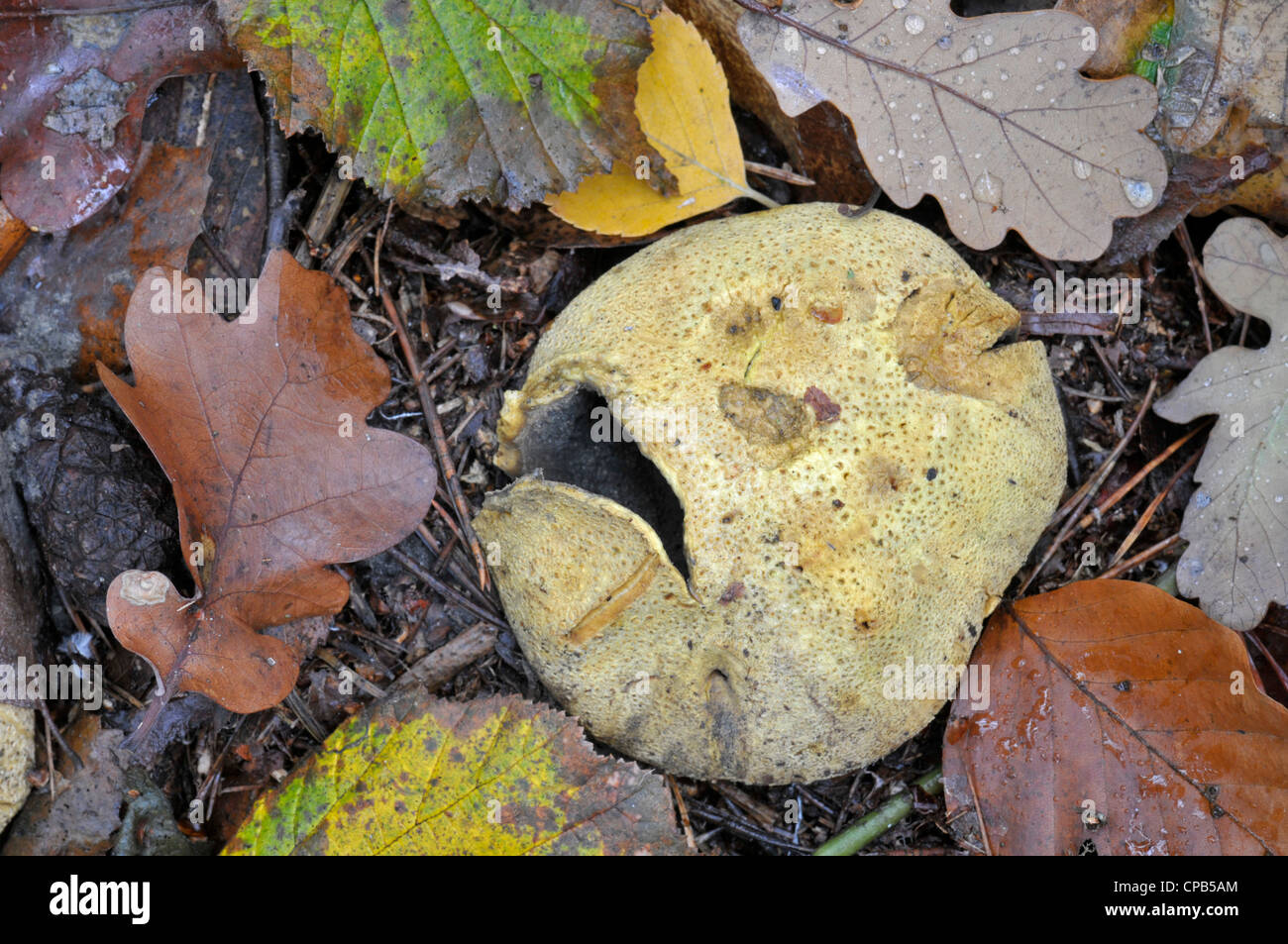 Gemeinsame Earthball: Sklerodermie Citrinum. Fruchtkörper aufplatzen, Sporen zu zerstreuen. Surrey, England. November. Stockfoto